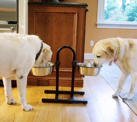 Show full view: Iconic Pet Adjustable Stainless Steel Dog & Cat Double Diner, 96-oz slide 2 of 3
