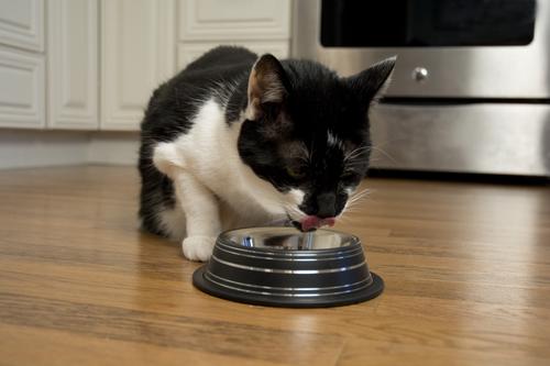 Show full view: Iconic Pet Color Splash Stripe Non-Skid Stainless Steel Dog & Cat Bowl, Black, 8-oz slide 4 of 8