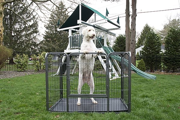 Show full view: Iconic Pet Heavy Duty Rectangular Wire Dog Playpen, 36-in slide 4 of 6