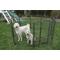 Show in main carousel: Iconic Pet Heavy Duty Wire Dog Playpen, 48-in slide 4 of 5