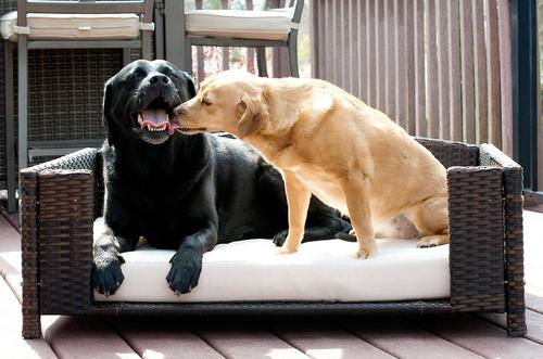 Show full view: Iconic Pet Rattan Rectangular Sofa Cat & Dog Bed with Removable Cover, Espresso, Large slide 3 of 6