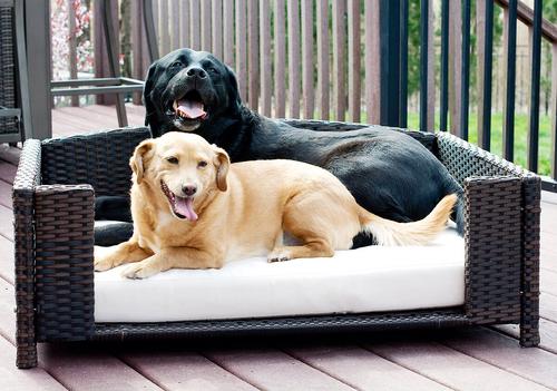 Show full view: Iconic Pet Rattan Rectangular Sofa Cat & Dog Bed with Removable Cover, Espresso, Large slide 4 of 6