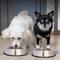 Show in main carousel: Iconic Pet Stainless Steel Non-Skid Dog & Cat Bowl, 2 count, 2-cup slide 7 of 10