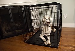 Iconic Pet Sturdy Foldable Double Door Dog & Cat Crate, 24-in slide 2 of 7