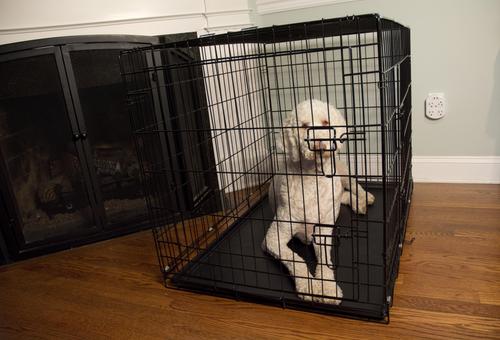 Show full view: Iconic Pet Sturdy Foldable Double Door Dog & Cat Crate, 24-in slide 2 of 7
