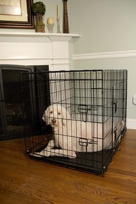 Show full view: Iconic Pet Sturdy Foldable Double Door Dog & Cat Crate, 24-in slide 4 of 7