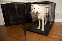 Iconic Pet Sturdy Foldable Double Door Dog & Cat Crate, 48-in slide 2 of 7