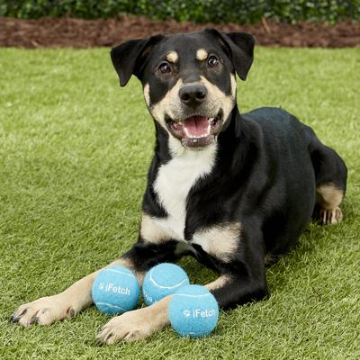 Show full view: iFetch Tennis Balls, Standard, 3 Pack slide 7 of 12