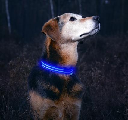 Show full view: Illumiseen LED USB Rechargeable Nylon Dog Collar, Blue, Medium: 16 to 20-in neck slide 4 of 10