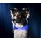 Show in main carousel: Illumiseen LED USB Rechargeable Nylon Dog Collar, Blue, Medium: 16 to 20-in neck slide 5 of 10