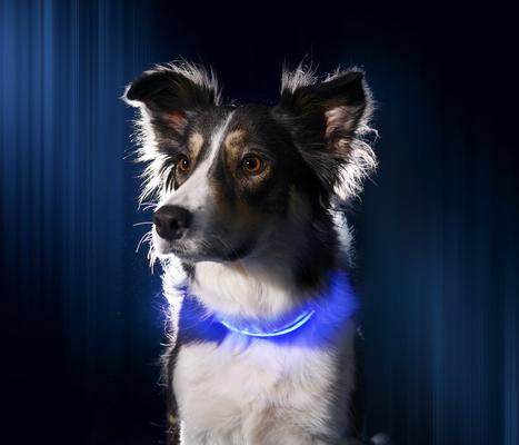 Show full view: Illumiseen LED USB Rechargeable Nylon Dog Collar, Blue, X-Small: 9 to 13.7-in neck slide 5 of 10
