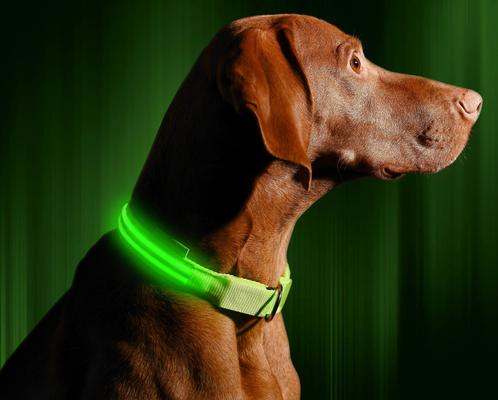 Show full view: Illumiseen LED USB Rechargeable Nylon Dog Collar, Green, Small: 13 to 17-in neck slide 3 of 9