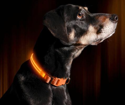 Show full view: Illumiseen LED USB Rechargeable Nylon Dog Collar, Orange, Large: 19 to 24-in neck slide 3 of 9