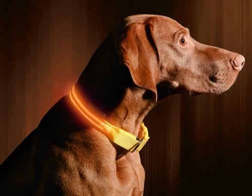 Show full view: Illumiseen LED USB Rechargeable Nylon Dog Collar, Orange, Large: 19 to 24-in neck slide 4 of 9