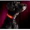 Show in main carousel: Illumiseen LED USB Rechargeable Nylon Dog Collar, Pink, X-Large: 21.6 to 27.5-in neck slide 3 of 8