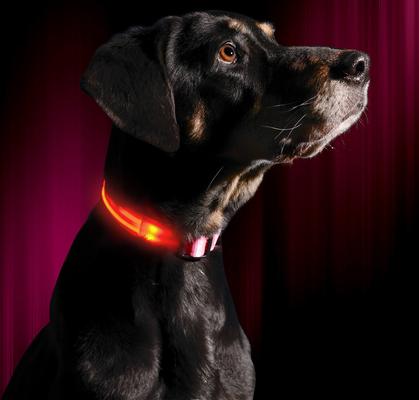 Show full view: Illumiseen LED USB Rechargeable Nylon Dog Collar, Pink, X-Large: 21.6 to 27.5-in neck slide 3 of 8