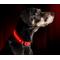 Show in main carousel: Illumiseen LED USB Rechargeable Nylon Dog Collar, Red, X-Small: 9 to 13.7-in neck slide 3 of 8
