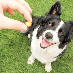 Inaba Churu Fun Bites Chicken with Sweet Potato Grain-Free Soft & Chewy Dog Treats, 0.42-oz, pack of 8 slide 2 of 8