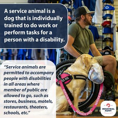 Show full view: Industrial Puppy Nylon Reflective Service Dog Leash, Pink, 4-ft long, 1-in wide slide 4 of 6