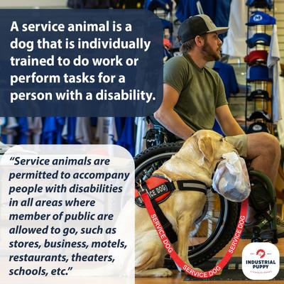 Show full view: Industrial Puppy Nylon Reflective Service Dog Leash, Red, 4-ft long, 1-in wide slide 4 of 6