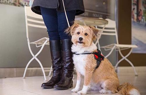 Show full view: Industrial Puppy Reflective Hook & Loop Strap Dog Harness, Red, XX-Small slide 6 of 8