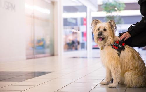 Show full view: Industrial Puppy Therapy Dog Vest Harness with Therapy Dog Patches, Red, Small: 22.5 to 26-in chest slide 7 of 9