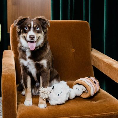 Show full view: Injoya Boba Time Cat & Dog Snuffle Toy, Ivory, Small slide 7 of 9