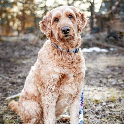 Show full view: Inspire Adjustable Fashion Polyester Standard Dog Collar, Rainy Day Floral, Large: 18 to 26-in neck, 1-in wide slide 4 of 5