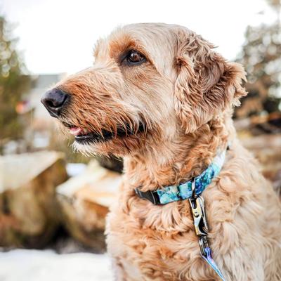 Show full view: Inspire Adjustable Fashion Polyester Standard Dog Collar, Rainy Day Floral, Medium: 14 to 20-in neck, 1-in wide slide 3 of 5