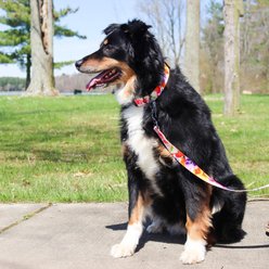 Inspire Adjustable Fashion Polyester Standard Dog Collar, Sherbet Blooms, Medium: 14 to 20-in neck, 1-in wide slide 2 of 3