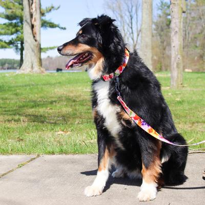 Show full view: Inspire Adjustable Fashion Polyester Standard Dog Collar, Sherbet Blooms, Medium: 14 to 20-in neck, 1-in wide slide 2 of 3