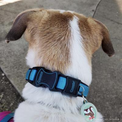 Show full view: Inspire Adjustable Neoprene Standard Dog Collar, Aqua, X-Small: 8 to 12-in neck, 5/8-in wide slide 3 of 9