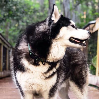 Show full view: Inspire Adjustable Neoprene Standard Dog Collar, Green, Medium: 14 to 20-in neck, 1-in wide slide 2 of 9