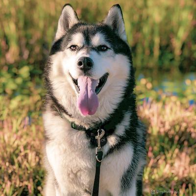 Show full view: Inspire Adjustable Neoprene Standard Dog Collar, Green, Medium: 14 to 20-in neck, 1-in wide slide 3 of 9