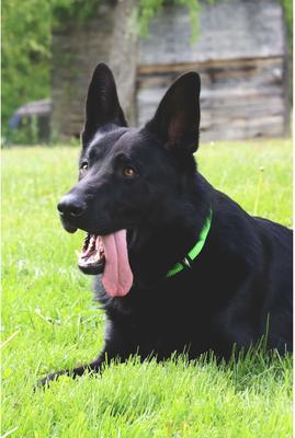 Show full view: Inspire Adjustable Neoprene Standard Dog Collar, Green, X-Small: 8 to 12-in neck, 5/8-in wide slide 5 of 9