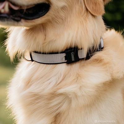 Show full view: Inspire Adjustable Neoprene Standard Dog Collar, Grey, Small: 10 to 14-in neck, 5/8-in wide slide 4 of 5