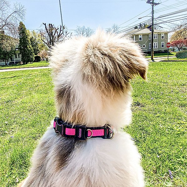 Show full view: Inspire Adjustable Neoprene Standard Dog Collar, Pink, Small: 10 to 14-in neck, 5/8-in wide slide 2 of 9