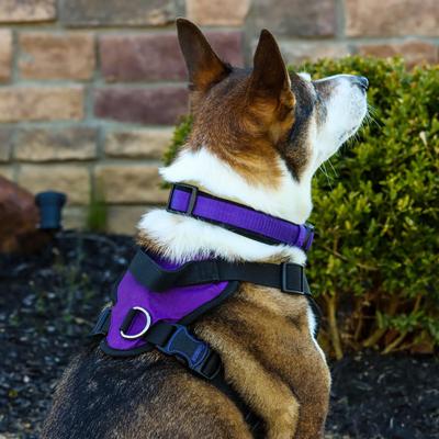 Show full view: Inspire Basic Dog Harness, Purple, Large: 26 to 38-in chest slide 4 of 5