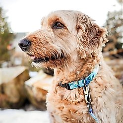 Inspire Fashion Polyester Standard Dog Leash, Rainy Day Floral, 6-ft long, 1-in wide slide 2 of 3