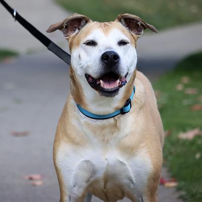 Show full view: Inspire Neoprene Standard Dog Leash, Aqua, 6-ft long, 1-in wide slide 5 of 7