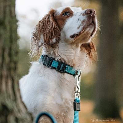Show full view: Inspire Neoprene Standard Dog Leash, Aqua, 6-ft long, 5/8-in wide slide 2 of 7