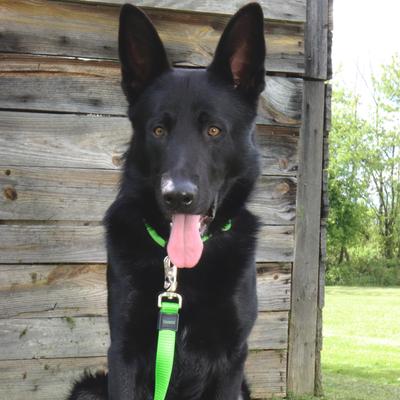 Show full view: Inspire Neoprene Standard Dog Leash, Green, 6-ft long, 1-in wide slide 2 of 6