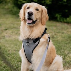 Inspire Neoprene Standard Dog Leash, Grey, 6-ft long, 1-in wide slide 2 of 3