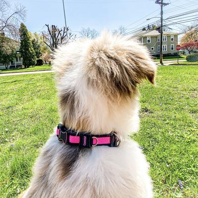 Show full view: Inspire Neoprene Standard Dog Leash, Pink, 6-ft long, 1-in wide slide 2 of 4