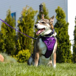 Inspire Neoprene Standard Dog Leash, Purple, 6-ft long, 5/8-in wide slide 2 of 4