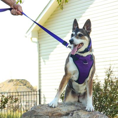 Show full view: Inspire Neoprene Standard Dog Leash, Purple, 6-ft long, 5/8-in wide slide 3 of 4