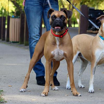 Show full view: Inspire Neoprene Standard Dog Leash, Red, 6-ft long, 5/8-in wide slide 2 of 4
