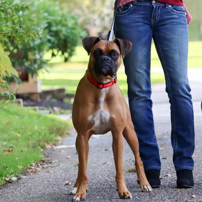 Show full view: Inspire Neoprene Standard Dog Leash, Red, 6-ft long, 5/8-in wide slide 3 of 4