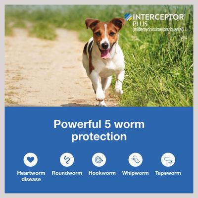 Show full view: Interceptor Plus Chew, 2-8 lbs, (Orange Box), 3 Chew (3-mo. supply) + Credelio Chewable Tablet for Dogs, 12.1-25 lbs, (Orange Box), 3 Chewable Tablets (3-mos. supply) slide 4 of 9