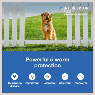 Show full view: Interceptor Plus Chew, 8.1-25 lbs, (Green Box), 1 Chew (1-mo. supply) + Credelio Chewable Tablet for Dogs, 12.1-25 lbs, (Orange Box), 1 Chewable Tablet (1-mo. supply) slide 5 of 9